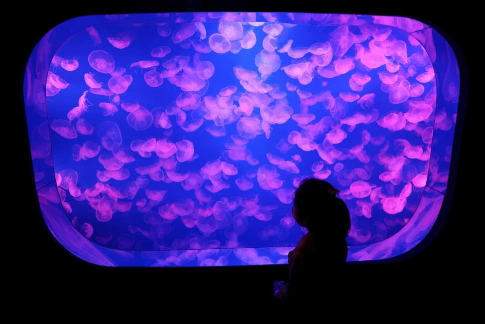 A girl looks at a water tank full of jellyfish at an aquarium in Seoul