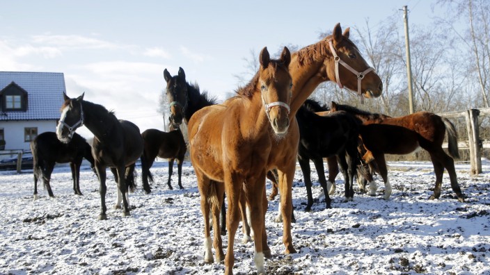 Corona-Maßnahmen im Reitsport: Nun dürfen auch ungetestete geimpfte Besitzerinnen ihre Pferde betreuen und im Gelände ausreiten - aus Gründen des Tierwohls.