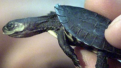 Seltene Tiere: Ausgewachsene Scharnierschildkröten sind etwa so groß wie ein Daumen. Das neu geschlüpfte Exemplar aus Münster ist so groß wie ein Daumennagel.