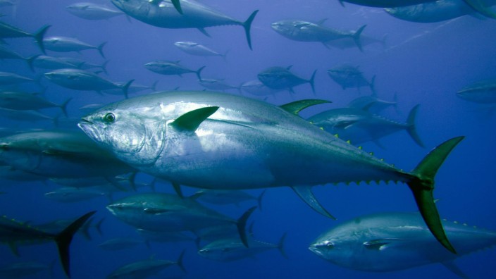 gefangene Blauflossen-Thunfische in einem Transportkäfig, HANDOUT GREENPEACE