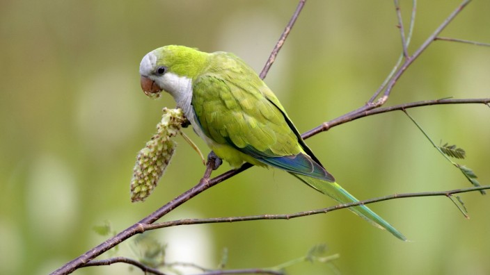 Tierische Plagen: Der Mönchssittich ist eine grüngefiederte Papageienart, die aus Südamerika stammt.