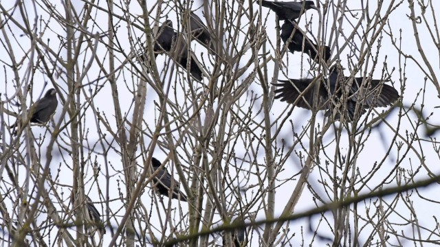 Mammendorf: Neues Zuhause: Saatkrähen haben sich in Bäumen und Hecken im Gemeindegebiet von Mammendorf niedergelassen. Die schwarzen Vögel finden dort wohl gute Lebensbedingungen vor.