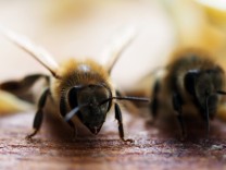 Artensterben: Insekten in Schutzgebieten mit Pestiziden belastet