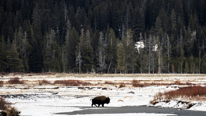 Reihe: "55 Voices for Democracy": Ein Büffel am Lamar River im Yellowstone-Nationalpark. Einst zogen Millionen der Tiere über den amerikanischen Kontinent.
