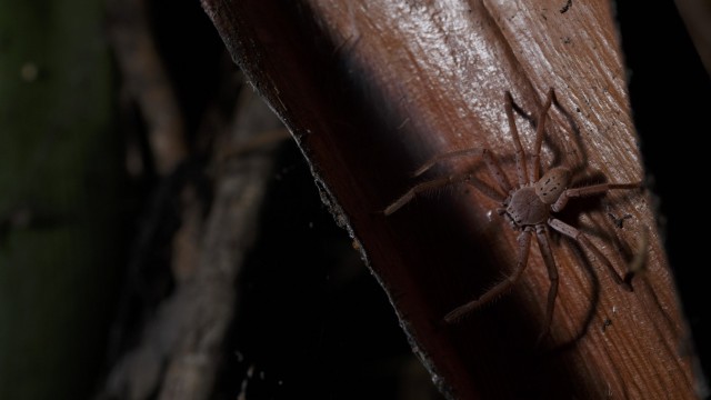 Australia: Laba-laba kepiting raksasa di pohon palem, spesimen ini sekarang juga ada di kaki Menteri Kesehatan Australia Yvette Dath.