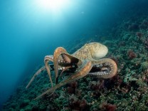 Biologie: Ominöse Oktopus-Schwemme im Atlantik