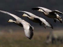 Ornithologie: Die Tricks der Zugvögel