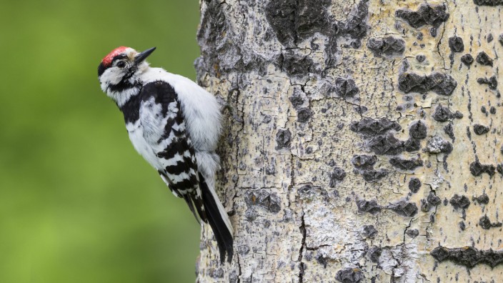 Naturschutz: Kleinspechte hämmern ihre Bruthöhlen in Birken, Erlen und andere Laubbäume mit weichem Holz. Der Landesbund für Vogelschutz erforscht jetzt, wie es um die Art in Bayern steht.