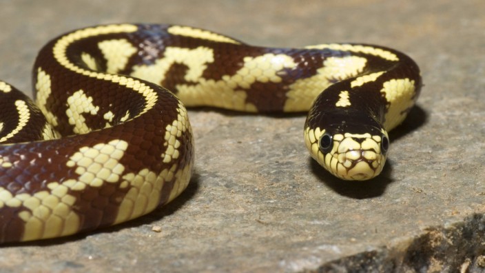 Invasive Arten: Aufgrund ihrer Musterung ist die Schlange eine beliebte Wahl für heimische Terrarien.