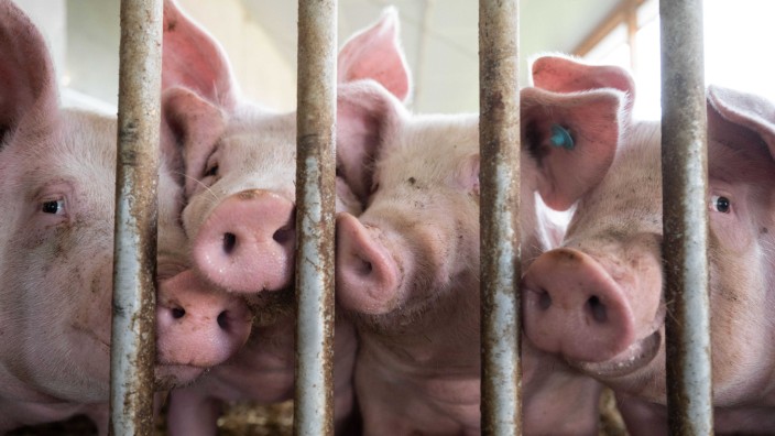 Nahrungsmittelpreise und Ideologie: Erst kommt das Fressen, dann die Moral. Arme Schweine.