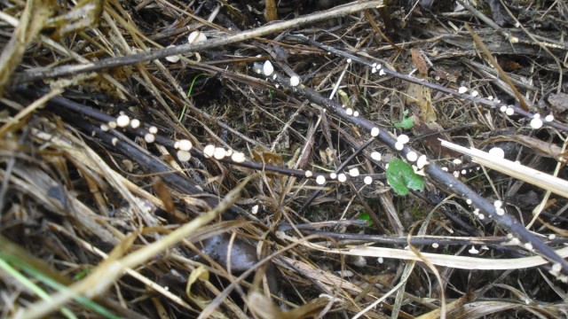 Wälder: Auf der herabgefallenen Bodenstreu sind die weißen Fruchtkörper des Pilzes sichtbar.