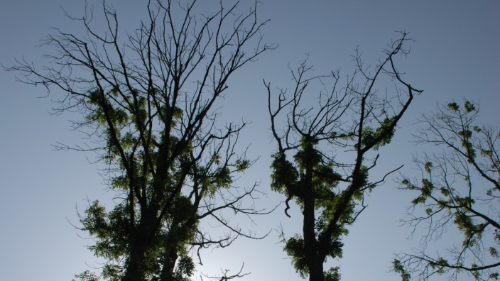 Wälder: Erst sterben die Triebe, dann der Baum: kahle Eschenkronen.