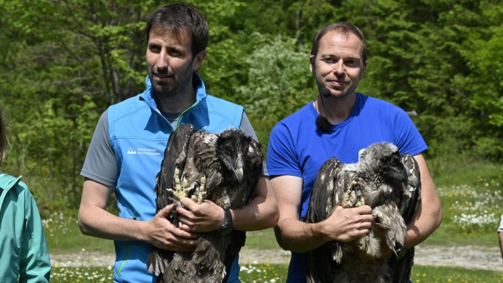 Rückblick: Jochen Grab vom Nationalpark Berchtesgaden mit Wally (links im Bild) und Toni Wegscheider von LBV mit Bavaria, den beiden Bartgeierweibchen vor der Auswilderung.