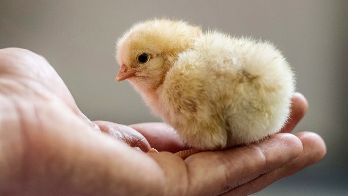 Eierproduktion: Geboren, um zu sterben? Ein männliches Hühnerküken sitzt auf einer Hand.