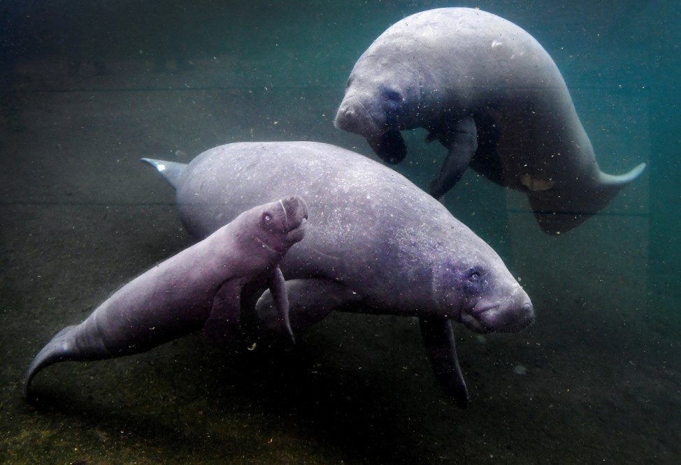 A West Indian manatee is born at Royal Burgers' Zoo in Arnhem