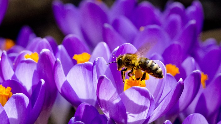 Klimaschutz: Eine Biene, der Blütenstaub, die Krokusse, das Klima: Alles hängt mit allem zusammen.