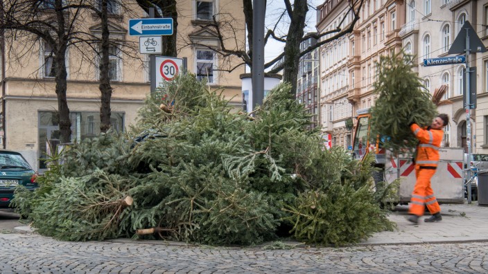 Weihnachten in München: Hier hätte er schon früher hingehört, stattdessen wurde der Christbaum zur heimischen Brutstätte.