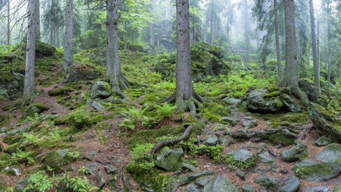 Streit um EU-Energiepolitik: Nachhaltig, schon vor 200 Jahren kam der Begriff im Deutschen auf - in Bezug auf die Nutzung der Wälder.