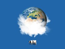 SZ-Kolumne: Theorie und Praxis: Wie lässt sich der Methanausstoß von Kühen senken?