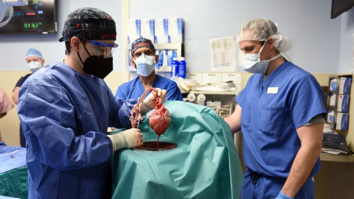 Operation in Baltimore: Medizinern in Baltimore ist es gelungen, ein Schweineherz in einen Menschen zu verpflanzen.