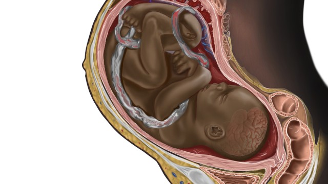 Anatomie: Illustration einer schwarzen Schwangeren des nigerianischen Medizinstudenten Chidiebere Ibe.