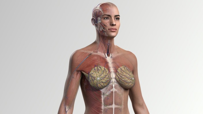 Anatomie: Ein neues 3-D-Modell bildet erstmals den gesamten weiblichen Körper ab.