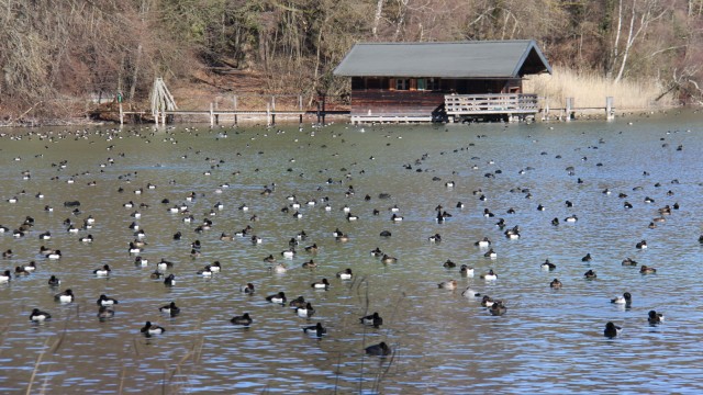 Am Starnberger See: Rund 75 Prozent der Tiere halten sich rund um die Roseninsel sowie in der Starnberger und der Seeshaupter Bucht auf.