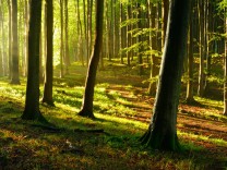 Klimawandel: Der Wald braucht Hilfe