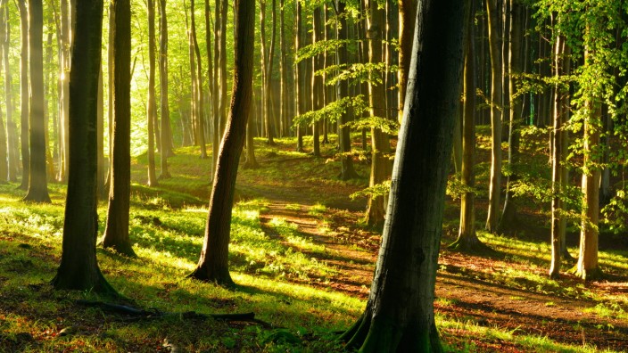 Klimawandel: Als Folge des Klimawandels wird es in Deutschland in einigen Jahren wohl mehr Laub- als Nadelbäume geben.