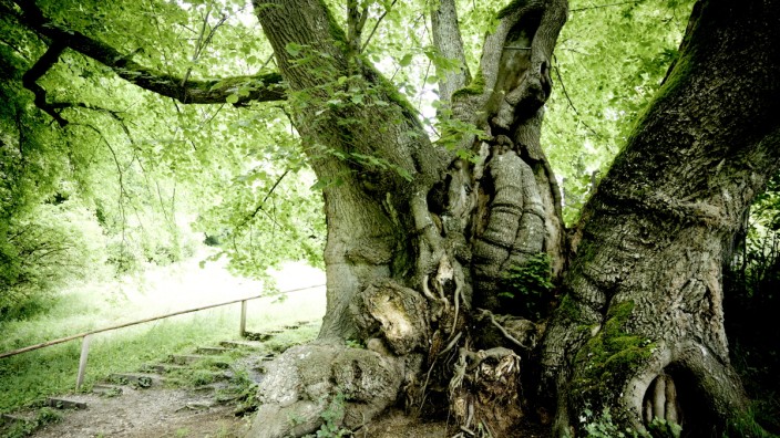 Sagen und Bräuche um Bäume: Die Tassilolinde in Wessobrunn ist der Legende nach mehr als 1000 Jahre alt und zählt zu den ältesten Bäumen in Bayern.