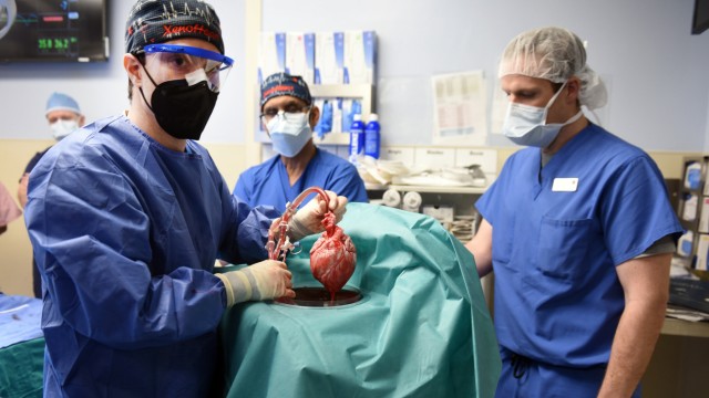 Transplantationsmedizin: Ein Transplantationsteam in den USA hat nach eigenen Angaben erstmals ein genetisch modifiziertes Schweineherz an einen menschlichen Patienten angeschlossen.