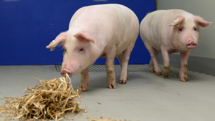 Transplantationsmedizin: An bis zu 150 Schweinen soll später mal in Großhadern geforscht werden. Die Embryone von Schweinen werden bereits bei ihrer Entstehung genetisch verändert und kommen schon so auf die Welt, dass sie den Menschen in ihren Krankheiten möglichst ähneln.