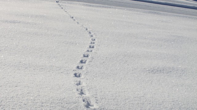 Schneeschuhwandern in Österreich: Und wer war hier unterwegs? Auf jeden Fall ein kleines und leichtes Tier, so viel steht fest.
