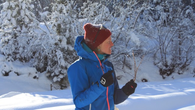 Schneeschuhwandern in Österreich: Rangerin Marina Hausberger zeigt, wer am Zweig geknabbert hat. Rehwild reißt die Fasern eher ab, Hasen mit ihren scharfen Zähnen beißen die Ästchen glatt durch.