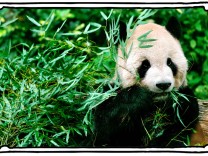SZ-Kolumne „Bester Dinge“: Ich wollt, ich wär ein Panda