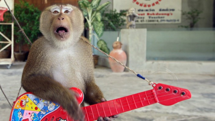 Rassismus in Kinderliedern: Zum Grölen tendierende Hordengesänge: Der siebenjährige Affe Kai Lek im Monkey Theatre auf der thailändischen Insel Ko Samui. Affen werden auf der Insel auch darauf trainiert, Kokosnüsse zu pflücken.