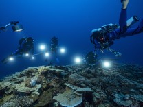 Natur: Großes Korallenriff vor Tahiti entdeckt