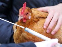 Zoonosen: Die Vogelgrippe wütet wie noch nie