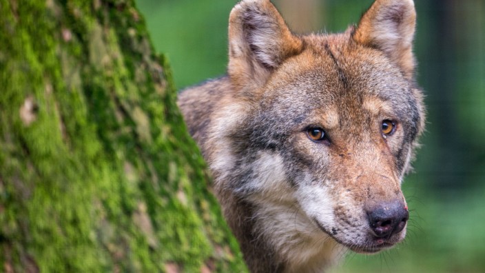 Urteil: Ein Wolf in einem Wildpark (Symbolbild)
