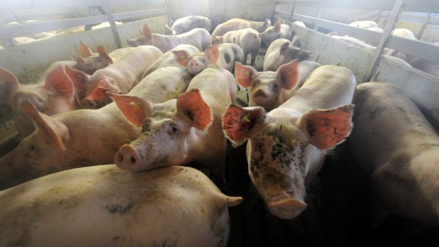 Agrarpolitik: Dichtes Gedränge: Nicht nur Schweine sollen mehr Platz im Stall bekommen.