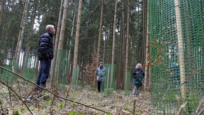 Wald und Klimawandel: In den grünen Schutzhüllen im Wald bei Emmering wachsen junge Tannen und Buchen heran. Gero Brehm (von links), Franz-Josef Mayer und Anita Ottmann erklären, wie Waldverjüngung funktioniert.