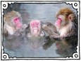 Affen wärmen sich in einer heißen Quelle in Japan auf
