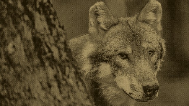 Weiter Streit um Wolfs-Abschüsse in Nordrhein-Westfalen; Wolf Forum 2501