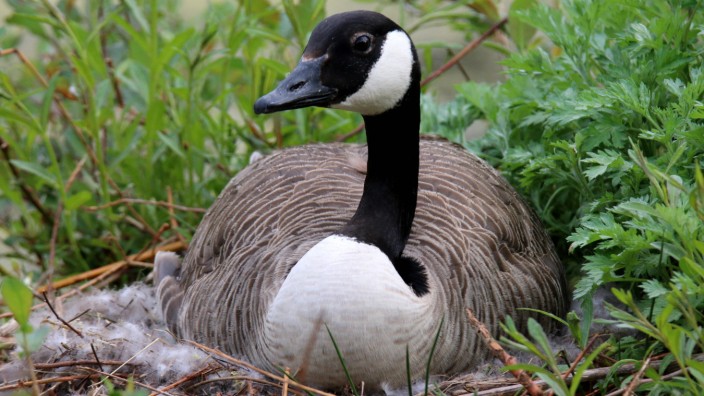 Naturschutz: Eine Kanadagans sitzt auf dem Nest und brütet - friedlich und unbedrängt von Jägern.