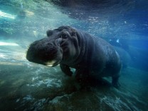 Kommunikation im Tierreich: Flusspferde erkennen Freunde an der Stimme
