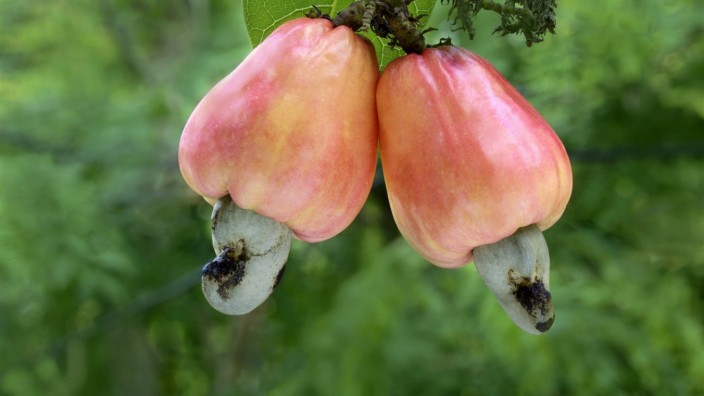Klimawandel: Große Frucht, kleiner Cashew-Kern. Der auch als Cashew-Apfel bezeichnete Fruchtkörper verdirbt schnell.