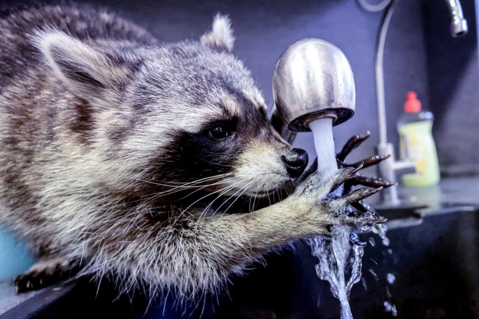 Raccoon Fritzi plays with water at the home of veterinarian Mathilde Laininger in Berlin