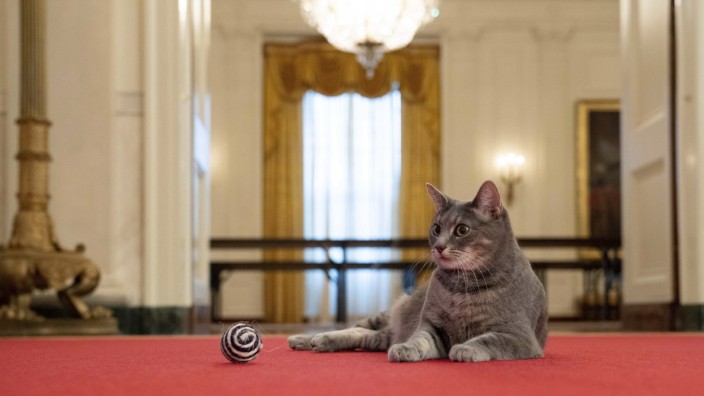 Leute: Neue Bewohnerin im Weißen Haus: Willow, the First Cat