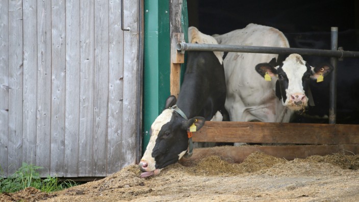 Landwirtschaft: Im Allgäuer Tierschutz-Skandal hat die Staatsanwaltschaft nun drei weitere Landwirte angeklagt. Sie sollen 32 erkrankten Rinder nicht die entsprechende tierärztliche Behandlung zukommen haben lassen.