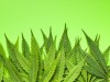Cannabis-Legalisierung: Blätter der Hanfpflanze